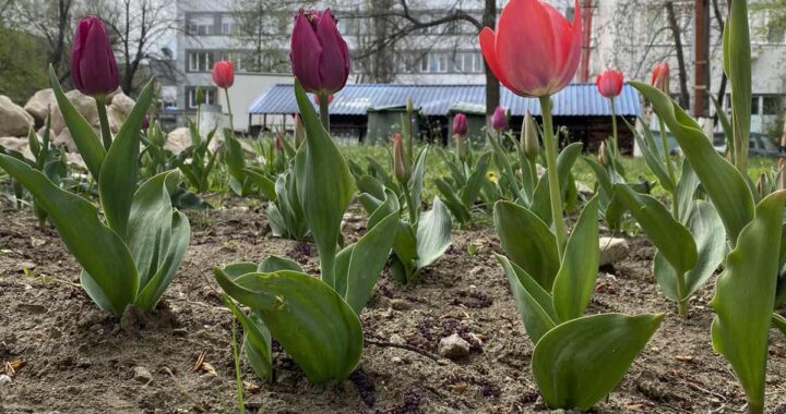 De Floriile cu soare…  au înflorit lalelele „Doamna Maria Brâncoveanu”